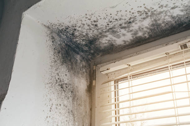 Affordable Mold Removal solutions in Bellefonte, PA